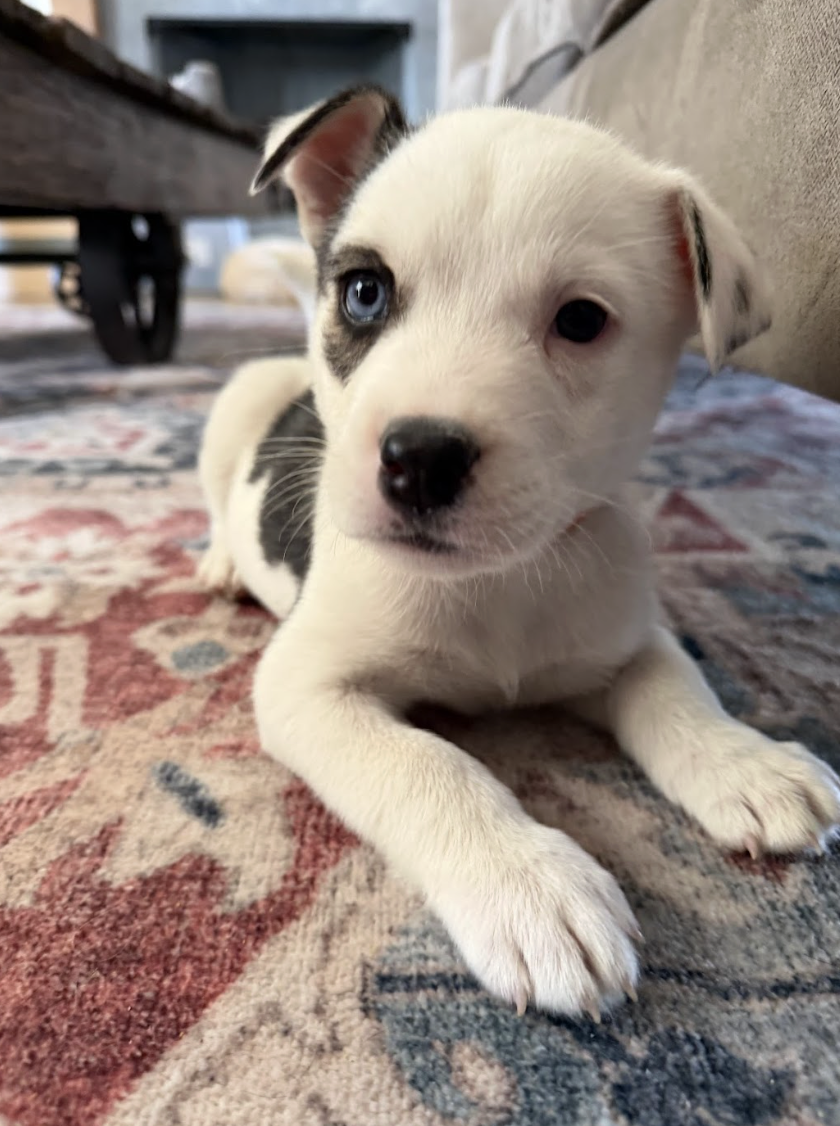 Screenshot 2026-01-15 at 7.44.00 PM.png