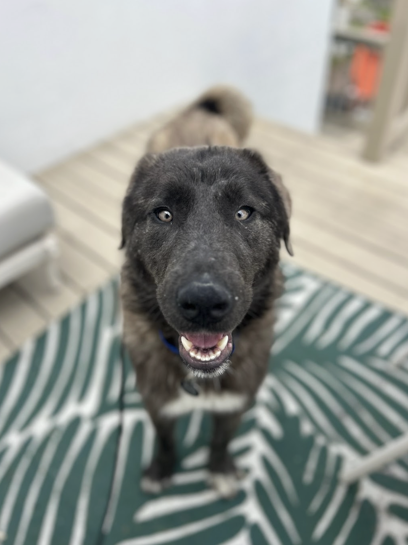 Screenshot 2026-03-26 at 3.19.12 PM.png