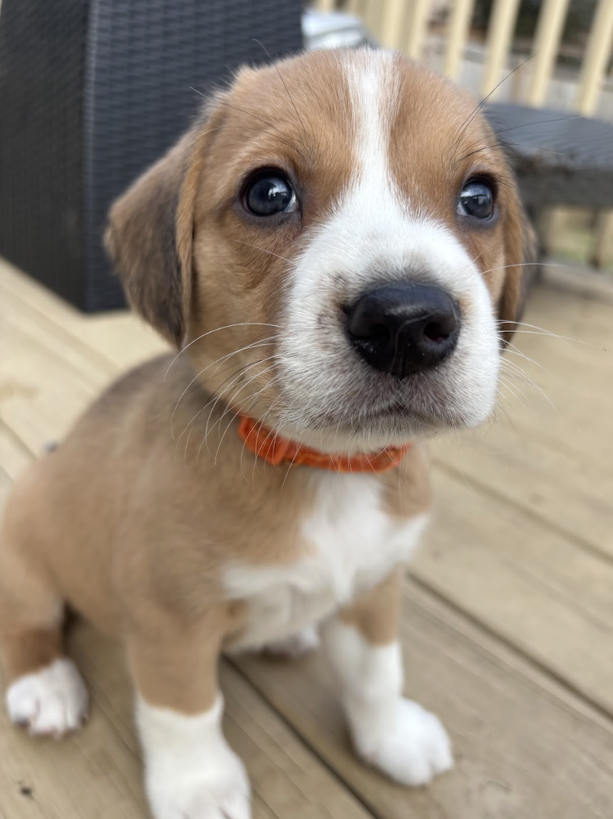 Screenshot 2026-02-21 at 4.42.44 PM.png