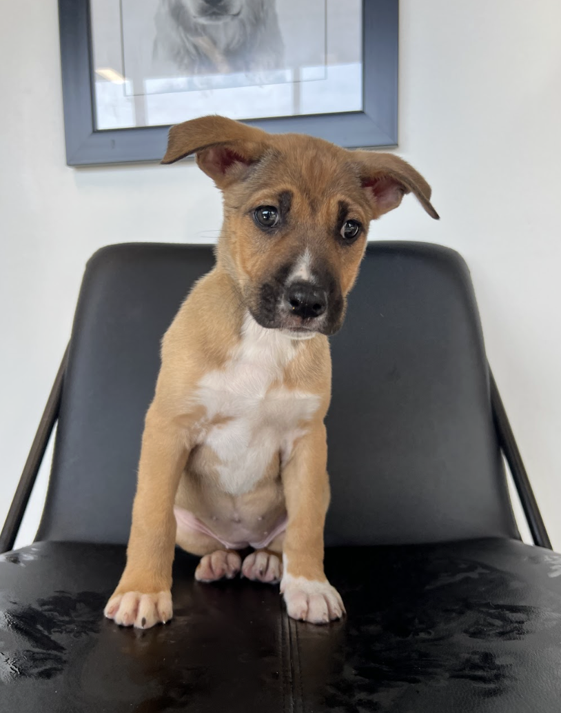 Screenshot 2026-04-03 at 2.06.26 PM.png