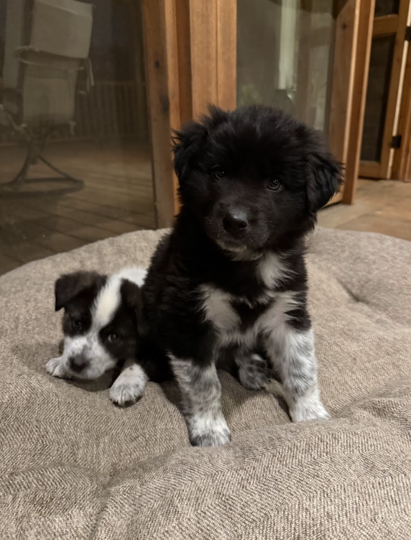 Screenshot 2026-04-13 at 2.37.56 PM.png