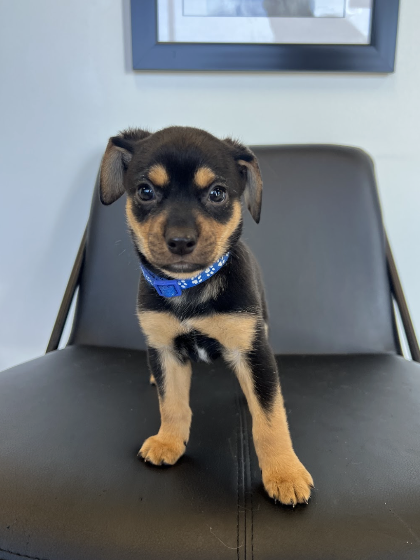 Screenshot 2026-02-13 at 4.41.32 PM.png