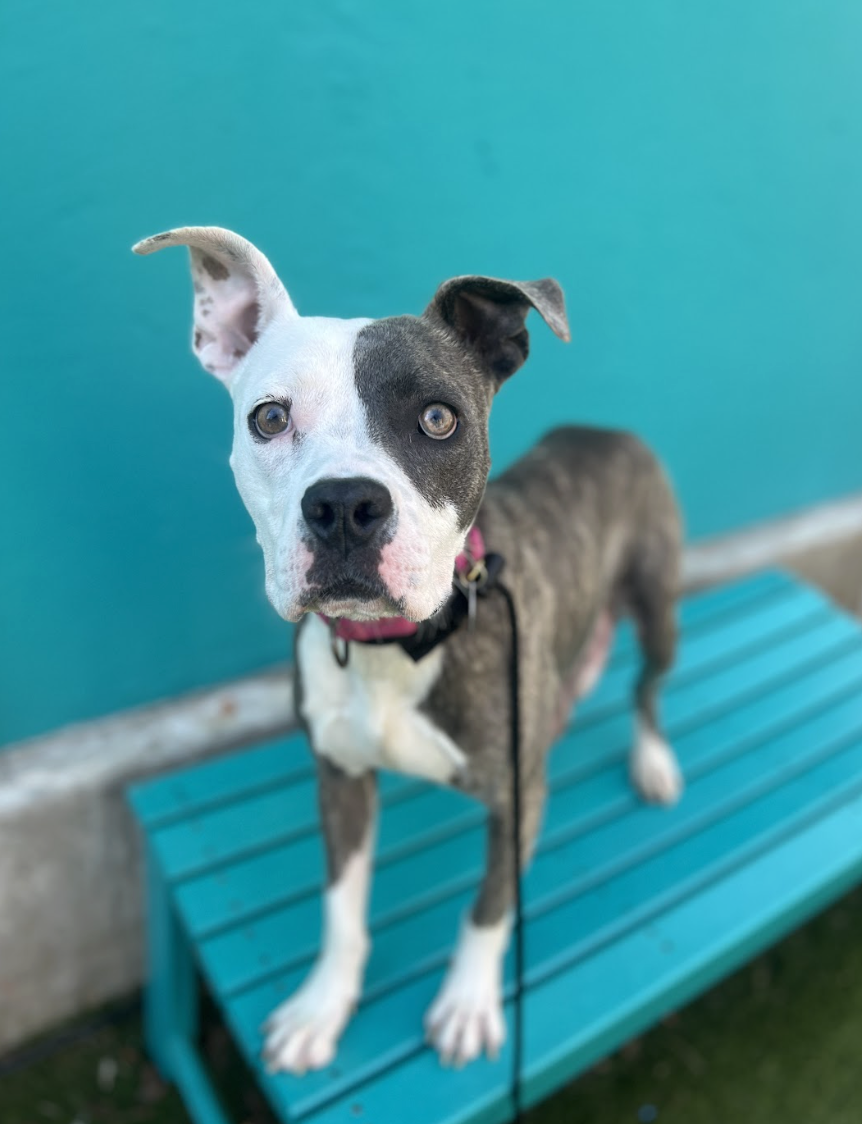 Screenshot 2026-02-17 at 3.25.15 PM.png