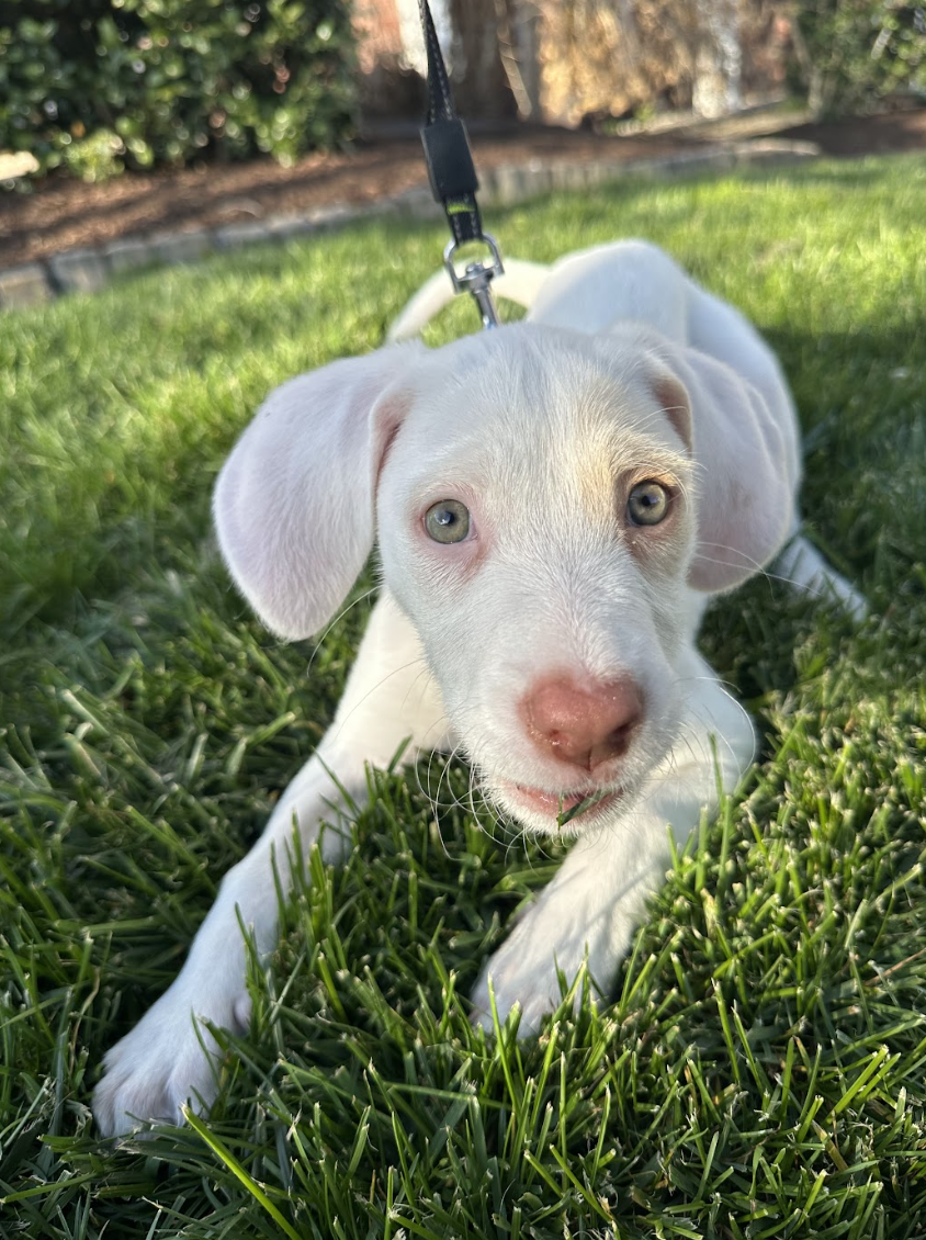 Screenshot 2026-04-03 at 2.33.39 PM.png