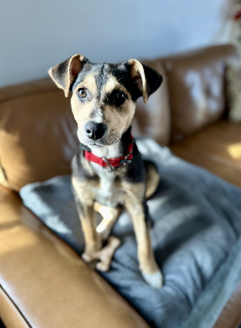 Screenshot 2026-02-20 at 12.53.20 PM.png