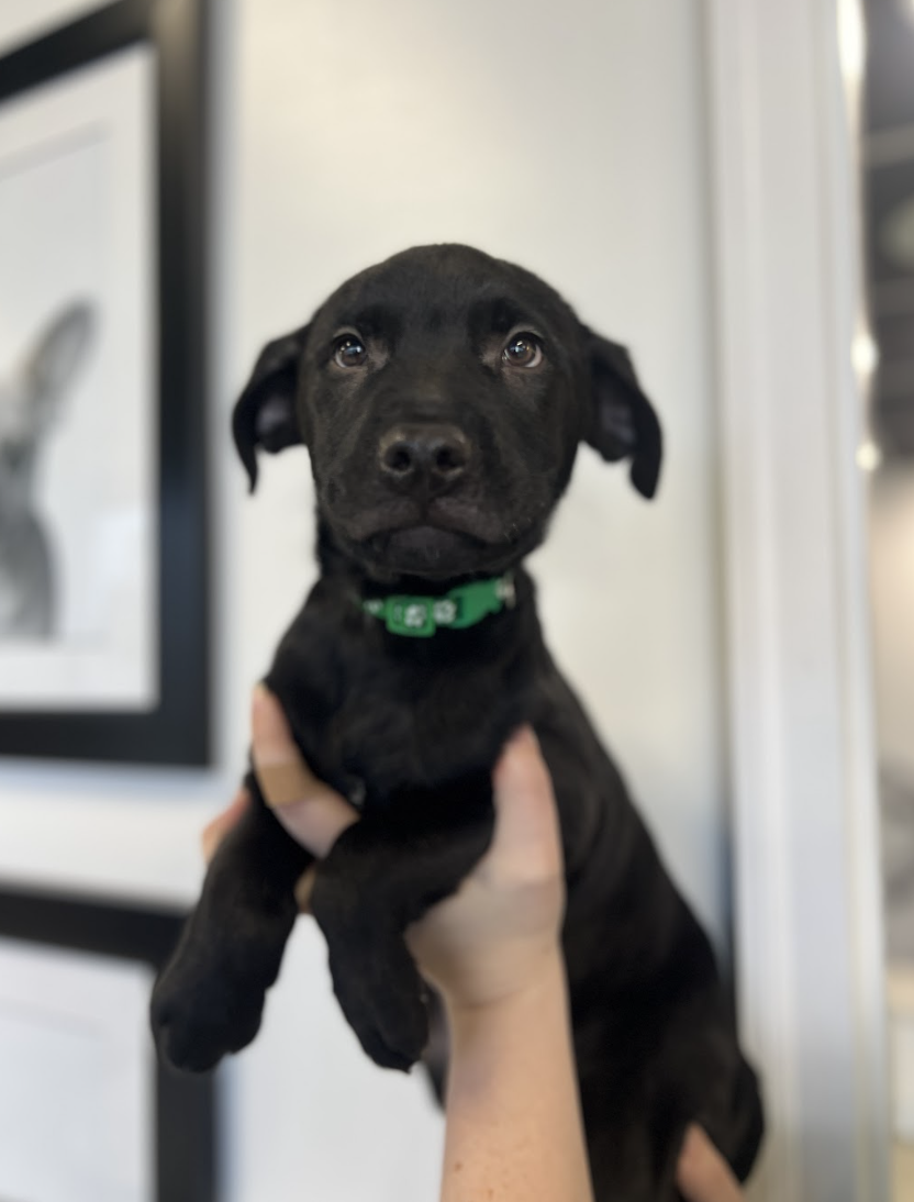 Screenshot 2026-01-30 at 4.37.01 PM.png