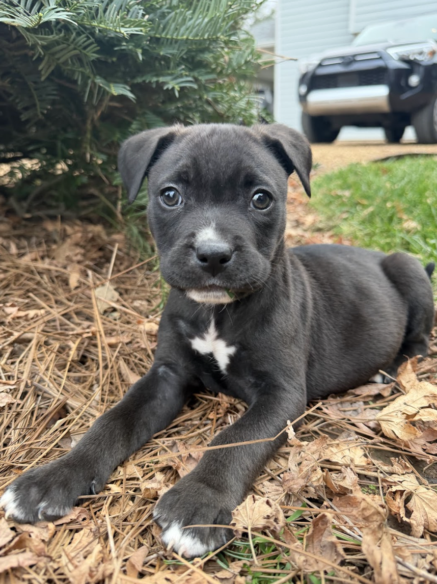 Screenshot 2026-01-09 at 10.34.51 AM.png