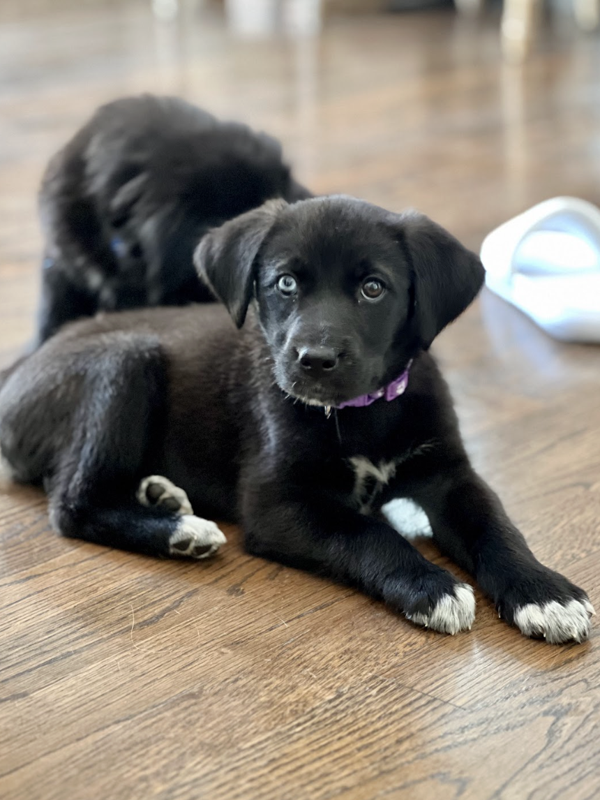 Screenshot 2026-04-16 at 5.02.14 PM.png