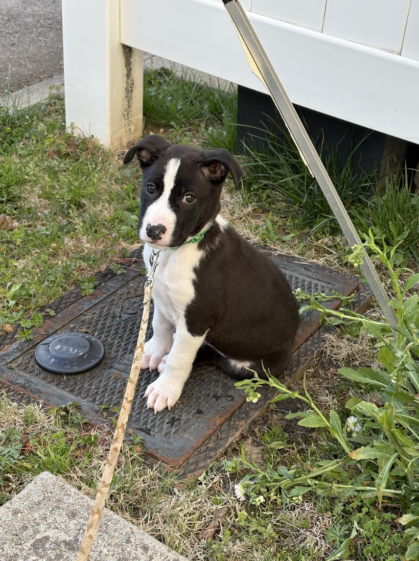 Screenshot 2026-04-03 at 2.04.33 PM.png