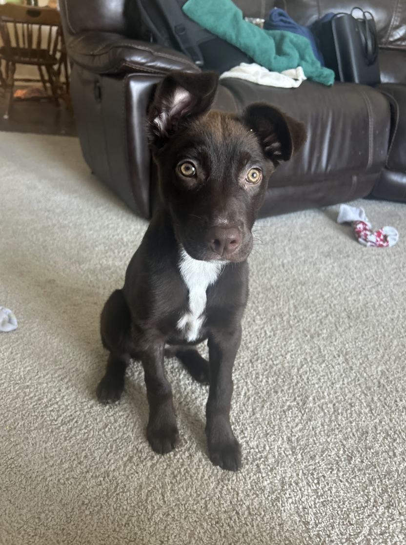 Screenshot 2026-04-03 at 1.38.43 PM.png