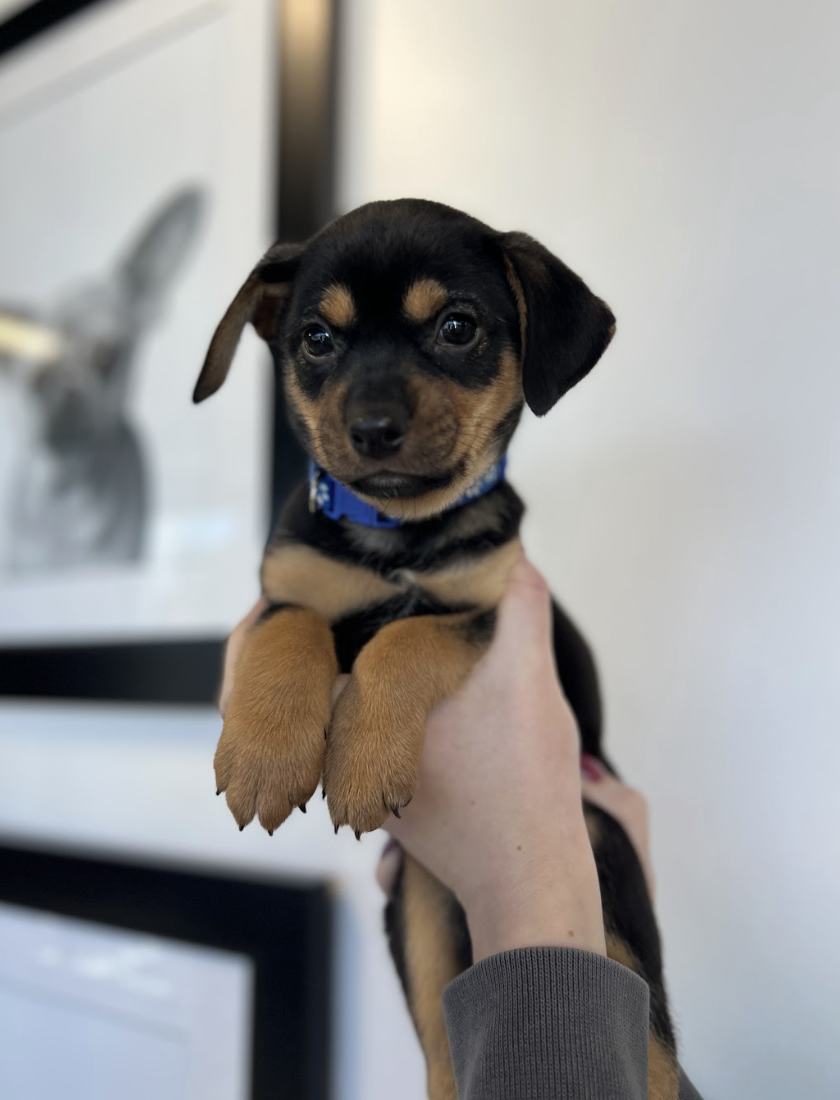 Screenshot 2026-02-13 at 4.41.19 PM.png