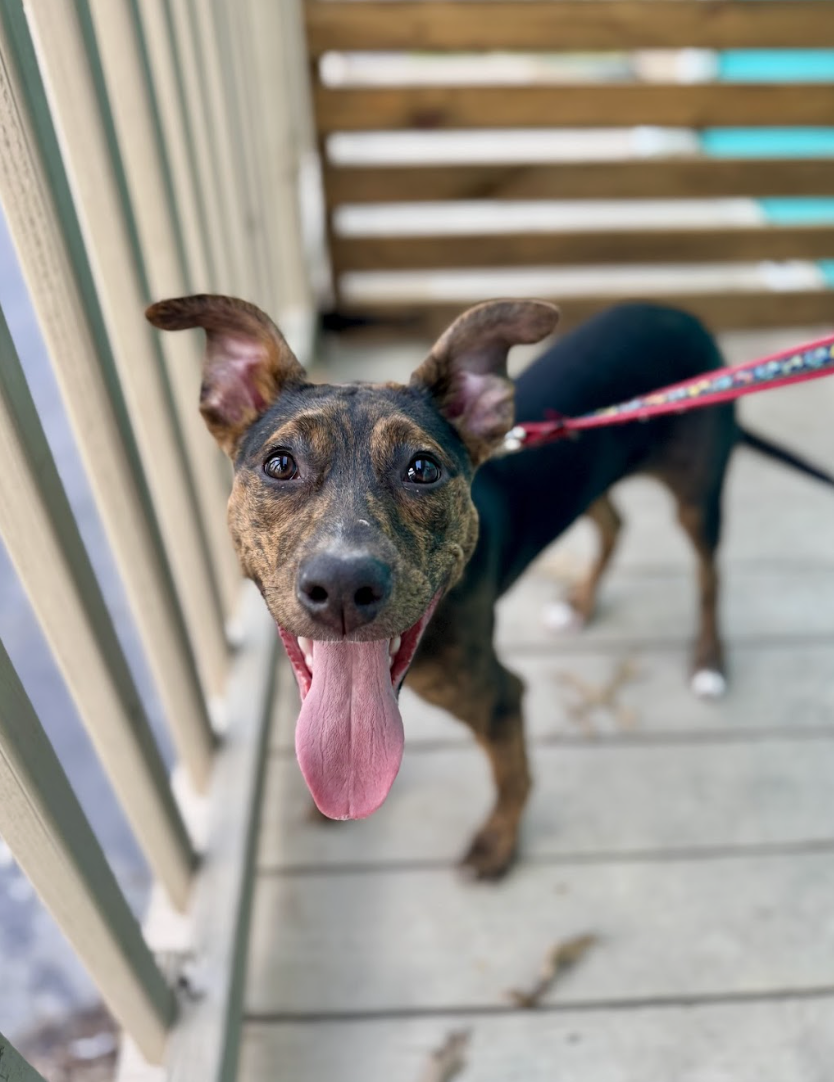 Screenshot 2026-03-12 at 3.03.27 PM.png