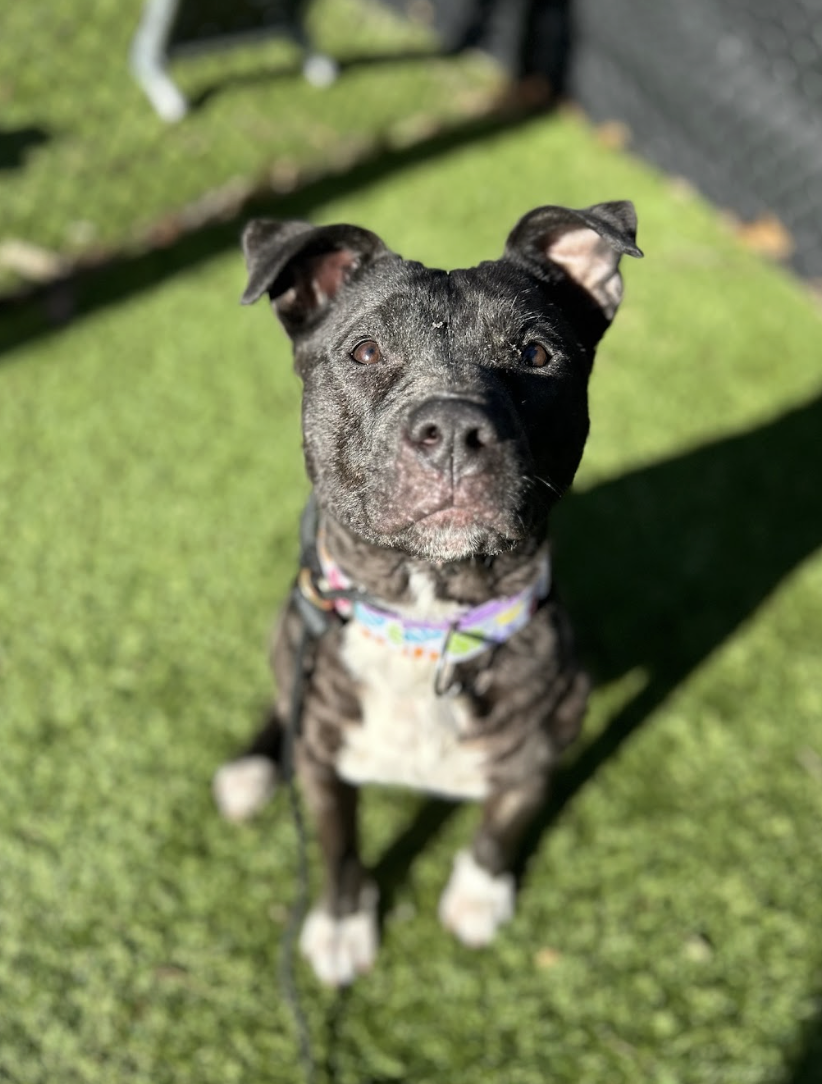 Screenshot 2026-02-12 at 3.29.08 PM.png