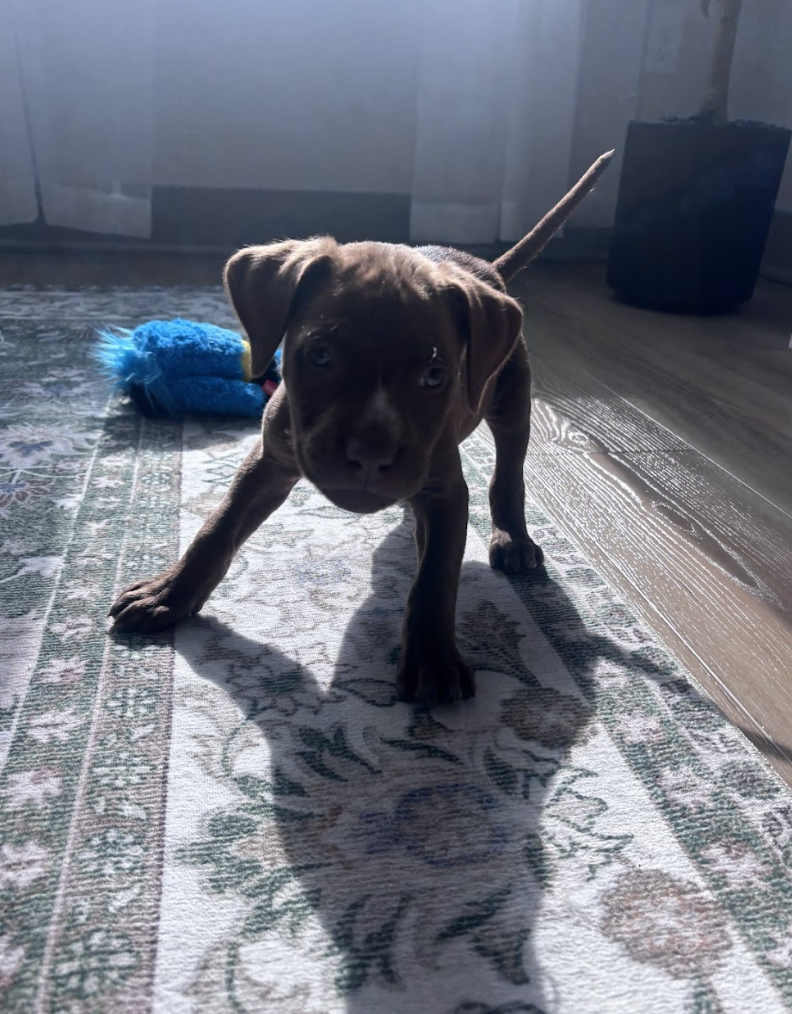 Screenshot 2026-03-26 at 3.13.48 PM.png