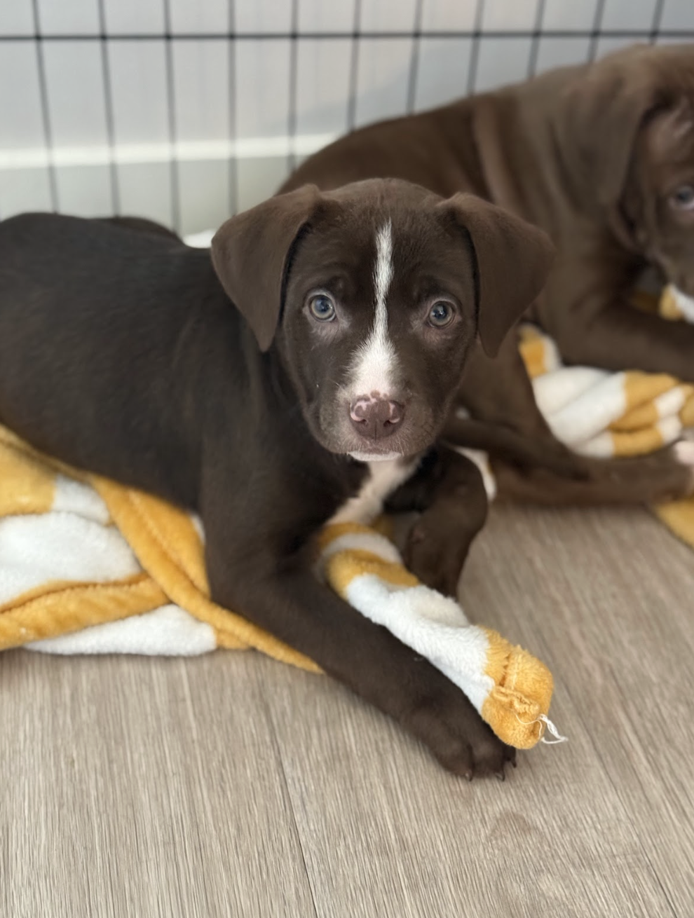 Screenshot 2025-12-31 at 1.29.50 PM.png