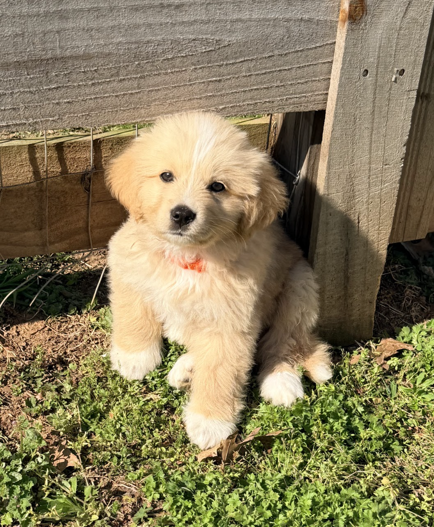 Screenshot 2026-04-16 at 4.55.04 PM.png