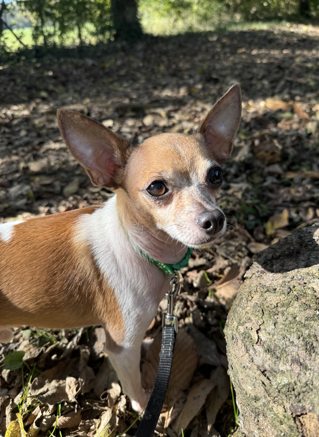 Screenshot 2025-11-07 at 1.42.13 PM.png