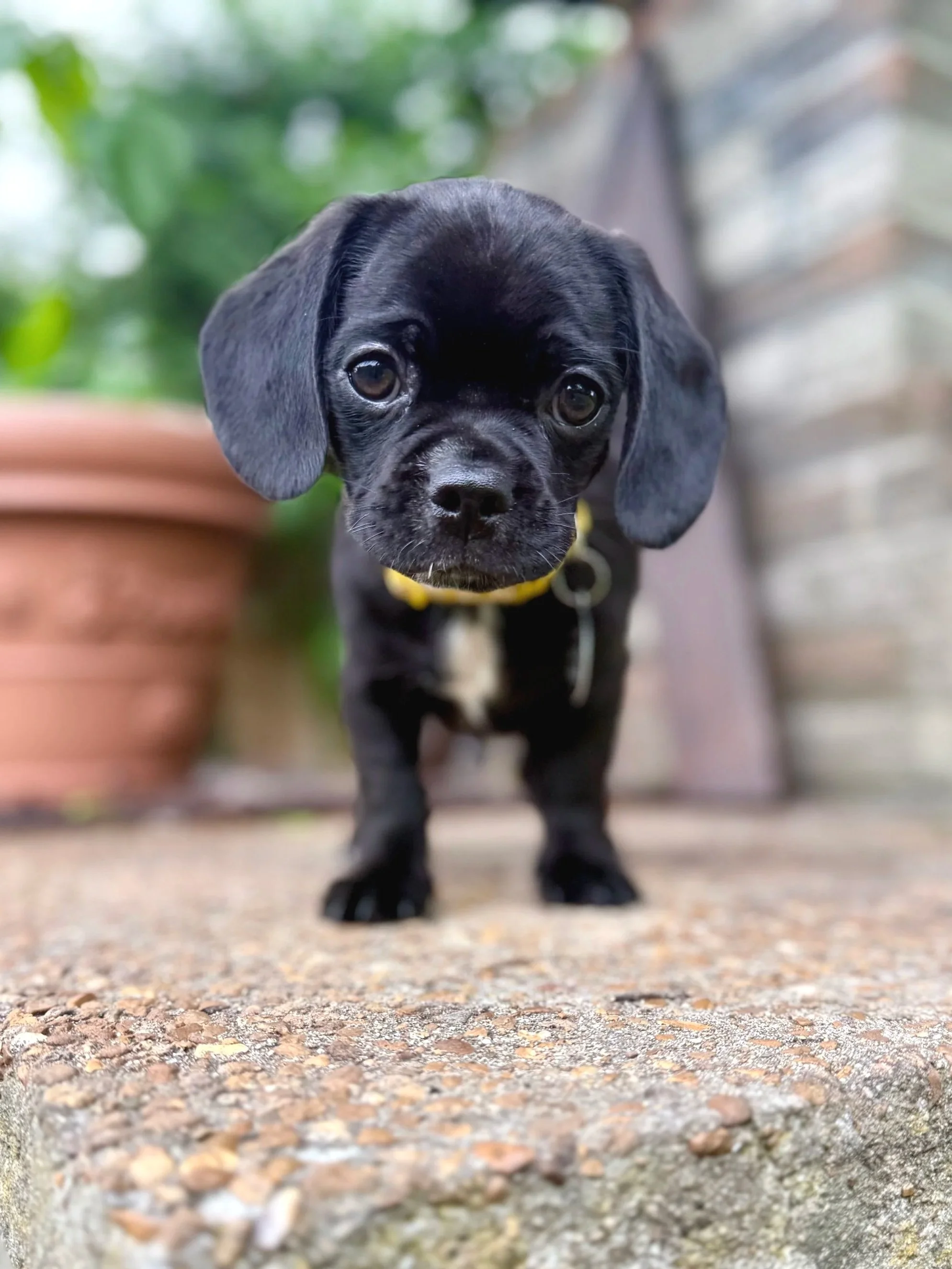 Mac