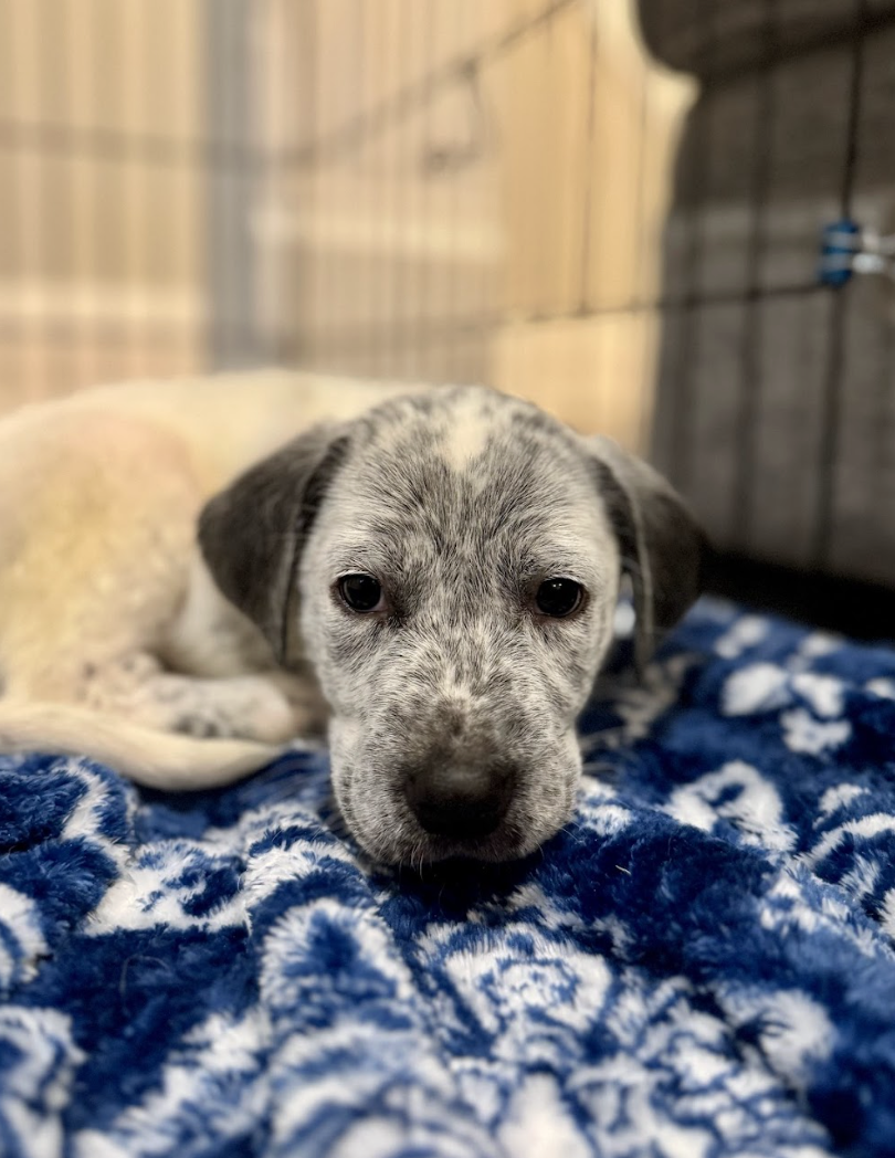 Screenshot 2026-01-24 at 3.47.22 PM.png