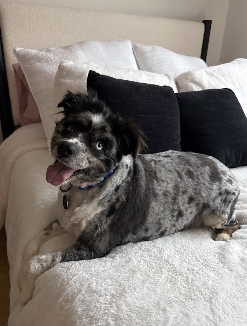 Screenshot 2026-01-24 at 4.41.03 PM.png