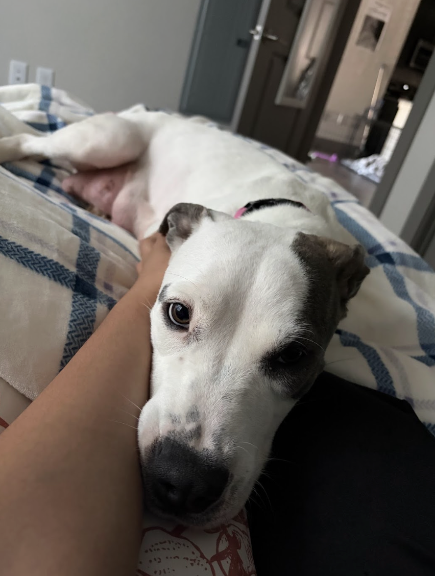 Screenshot 2026-04-14 at 6.20.11 PM.png