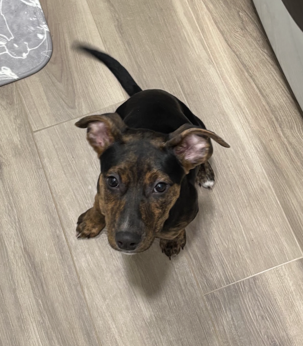 Candy, the Board Game Litter