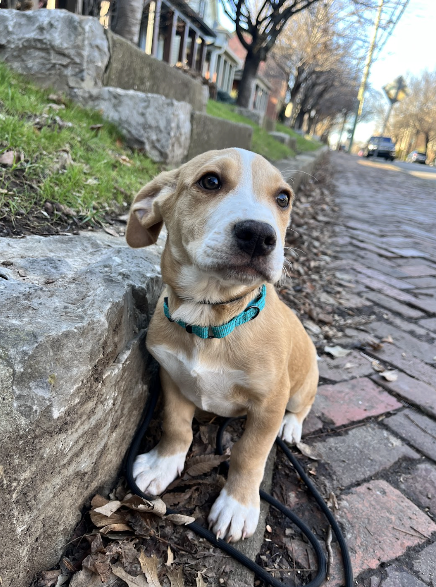 Screenshot 2026-01-29 at 12.09.22 PM.png