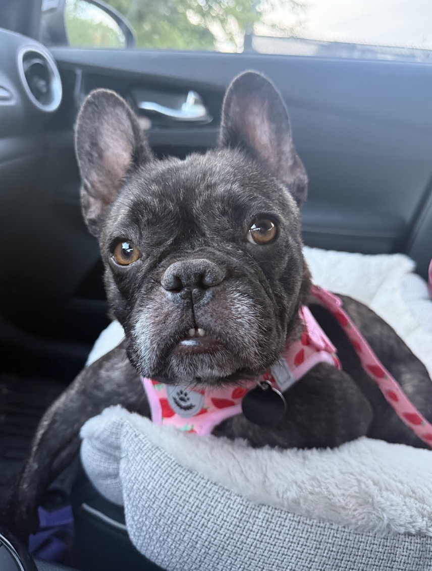 Screenshot 2026-04-20 at 2.51.35 PM.png