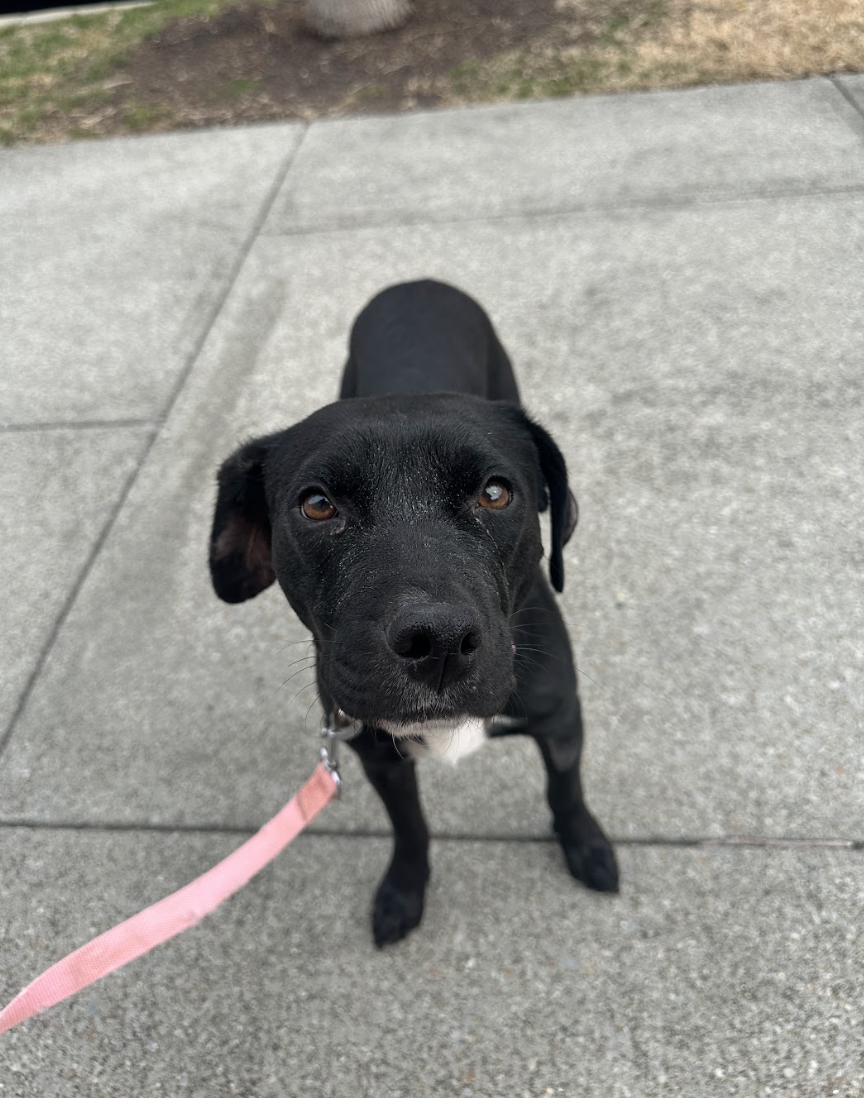 Screenshot 2026-02-27 at 1.42.42 PM.png