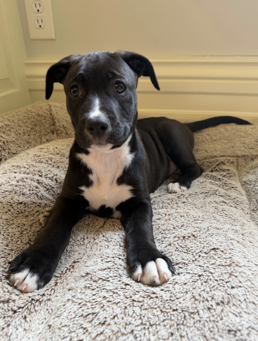 Screenshot 2026-04-03 at 2.01.05 PM.png