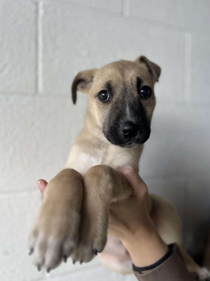 Screenshot 2026-01-30 at 8.04.54 PM.png