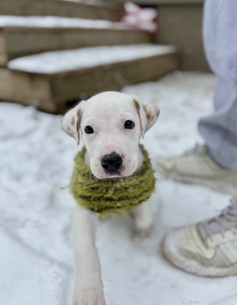 Screenshot 2026-01-24 at 3.49.29 PM.png