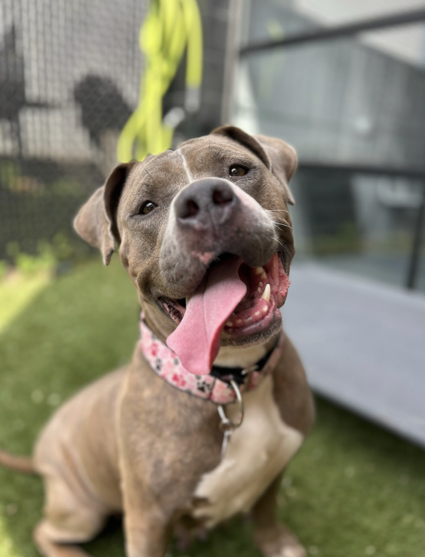 Screenshot 2026-03-26 at 2.42.11 PM.png