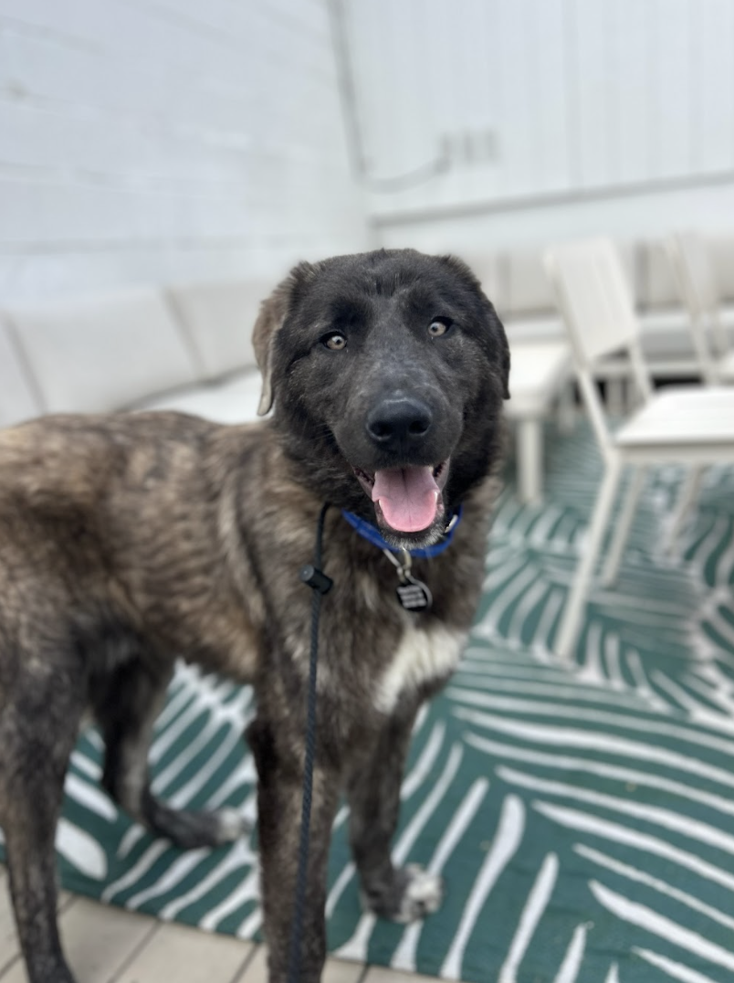 Screenshot 2026-03-26 at 3.19.21 PM.png