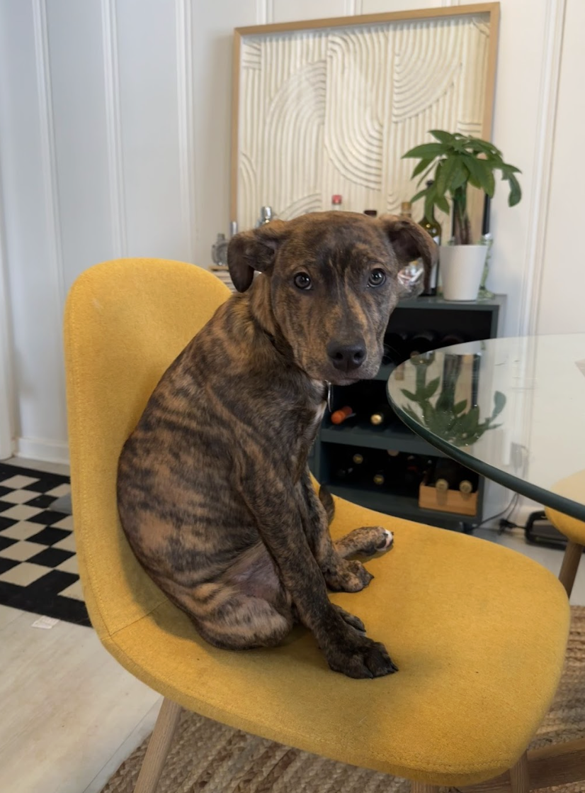 Screenshot 2026-02-20 at 8.48.12 PM.png