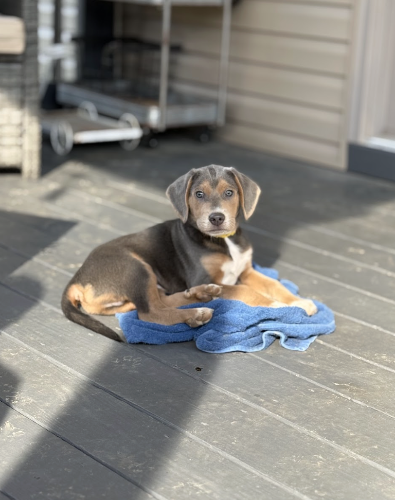 Screenshot 2026-04-03 at 2.30.17 PM.png