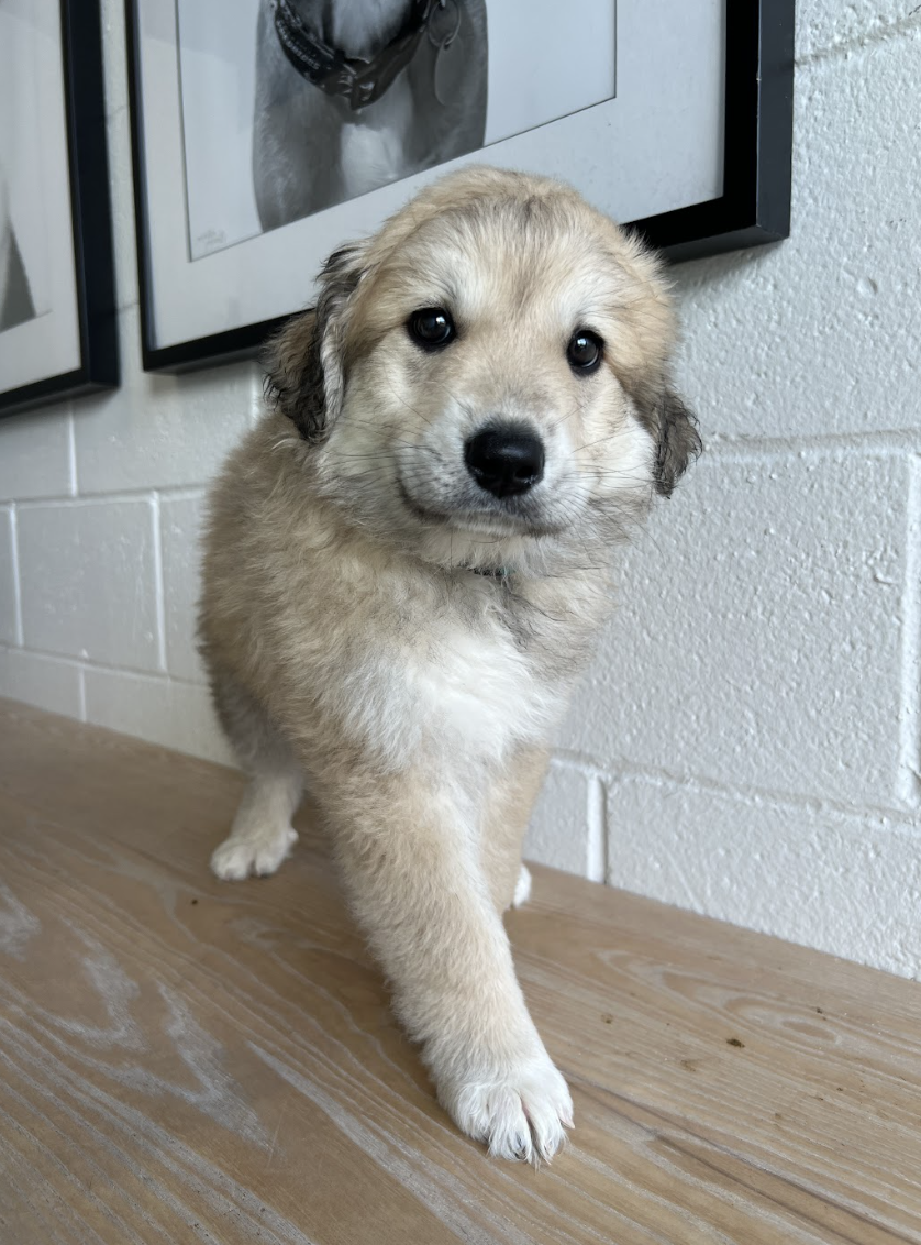 Screenshot 2026-04-16 at 4.11.53 PM.png