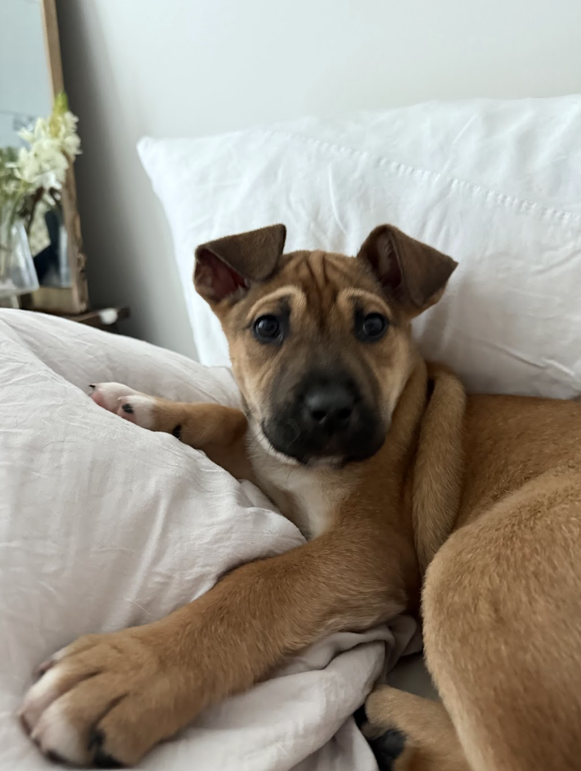 Screenshot 2026-02-20 at 4.09.25 PM.png