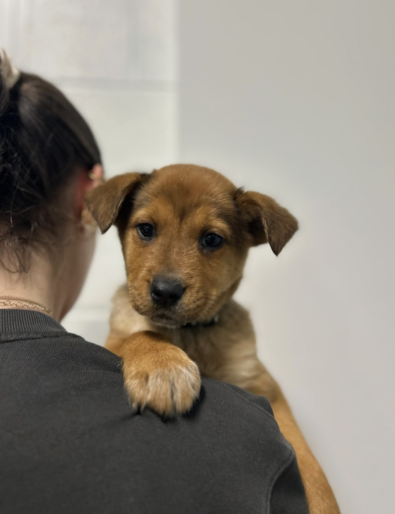 Screenshot 2026-02-19 at 7.04.11 PM.png