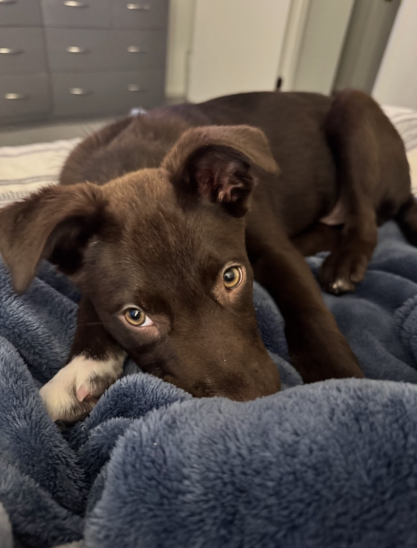 Screenshot 2026-02-20 at 3.59.49 PM.png