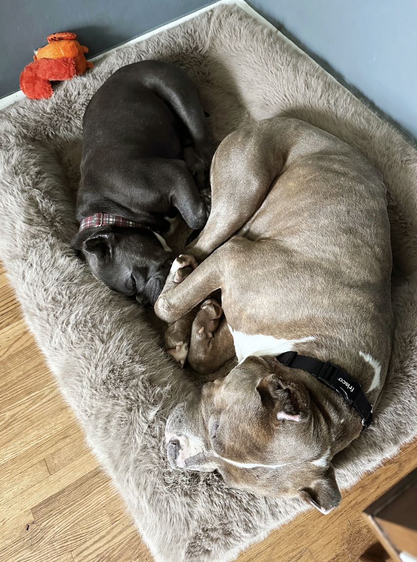 Screenshot 2026-04-15 at 12.43.03 PM.png