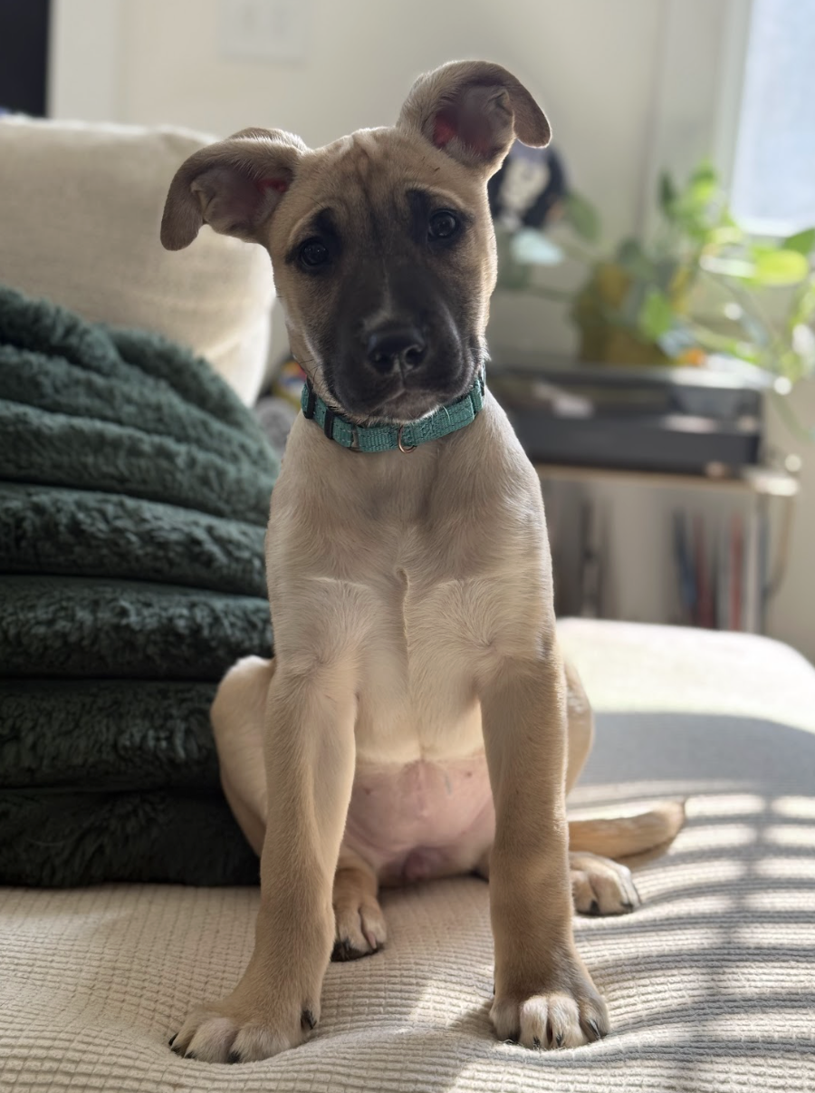 Screenshot 2026-02-27 at 12.45.59 PM.png