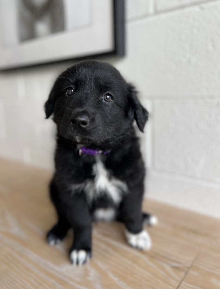 Screenshot 2026-04-16 at 4.15.20 PM.png