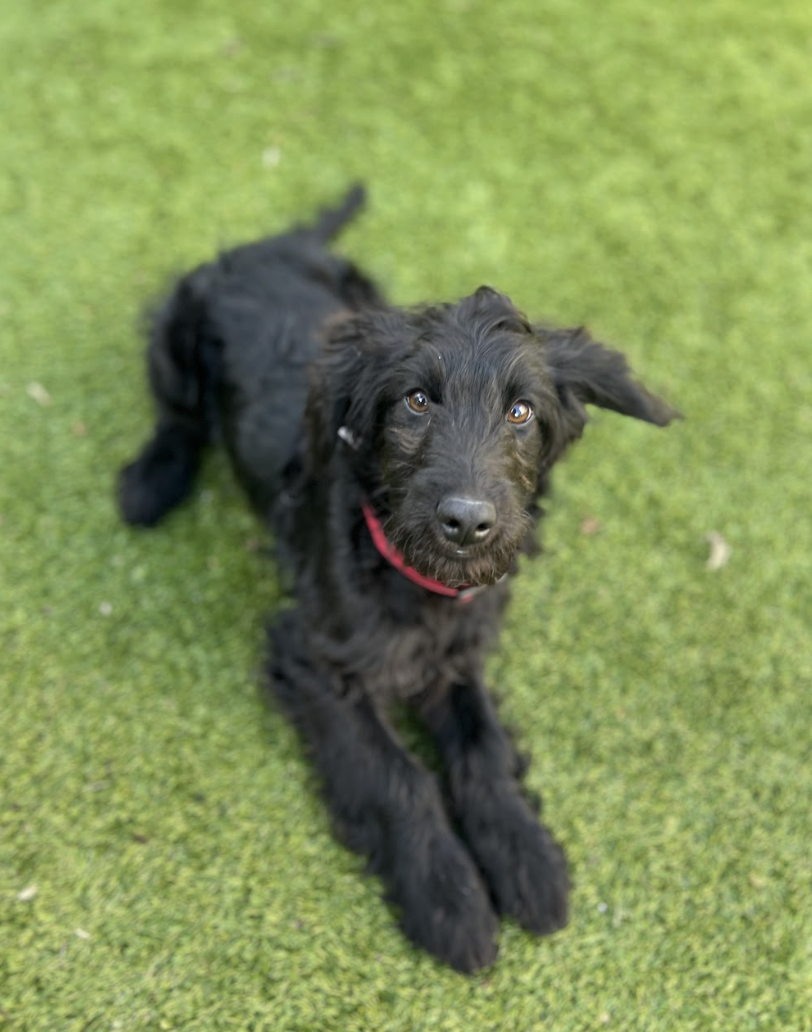 Screenshot 2026-01-15 at 2.52.27 PM.png