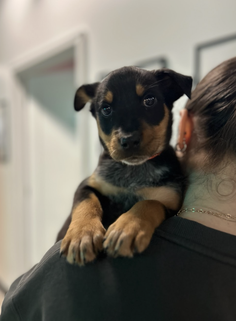 Screenshot 2026-02-19 at 7.06.53 PM.png