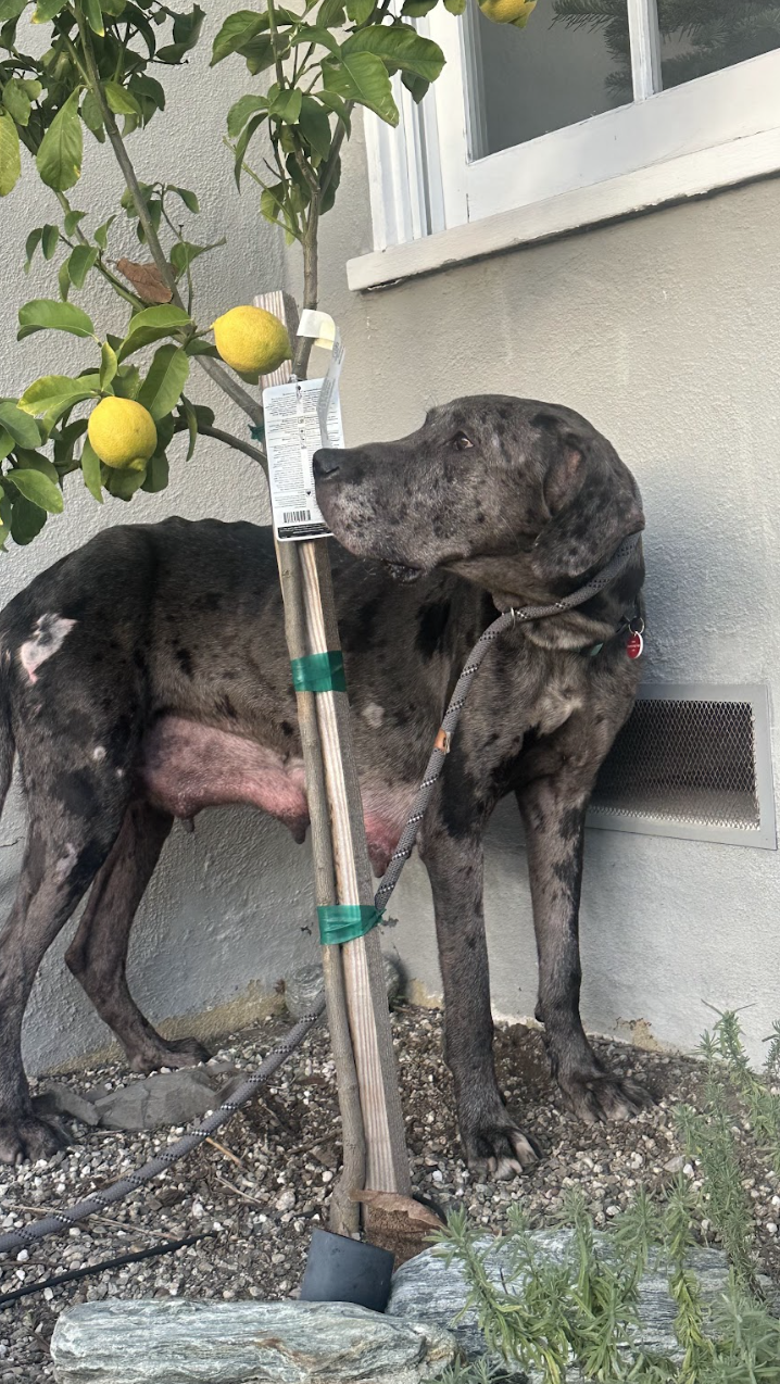 Screenshot 2025-12-30 at 3.21.11 PM.png