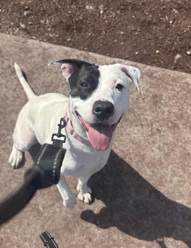 Screenshot 2026-04-03 at 3.30.36 PM.png