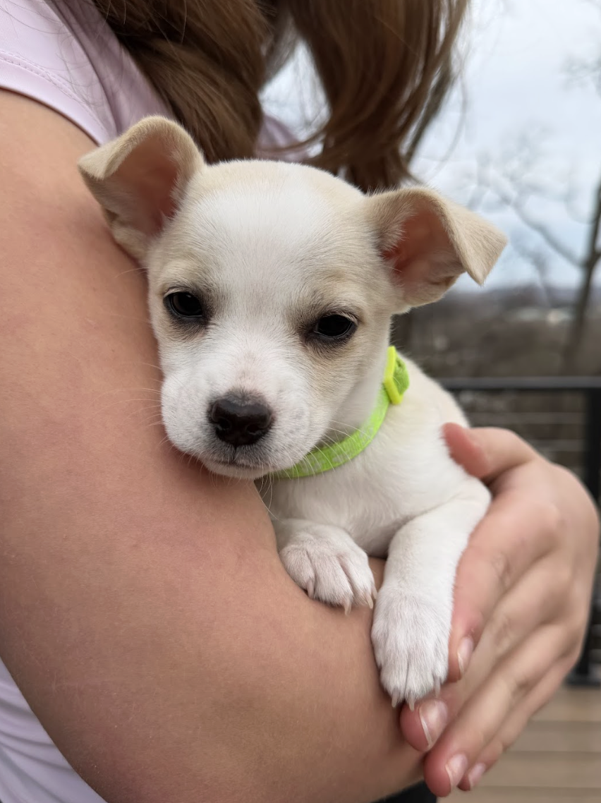 Screenshot 2026-02-26 at 12.49.23 PM.png