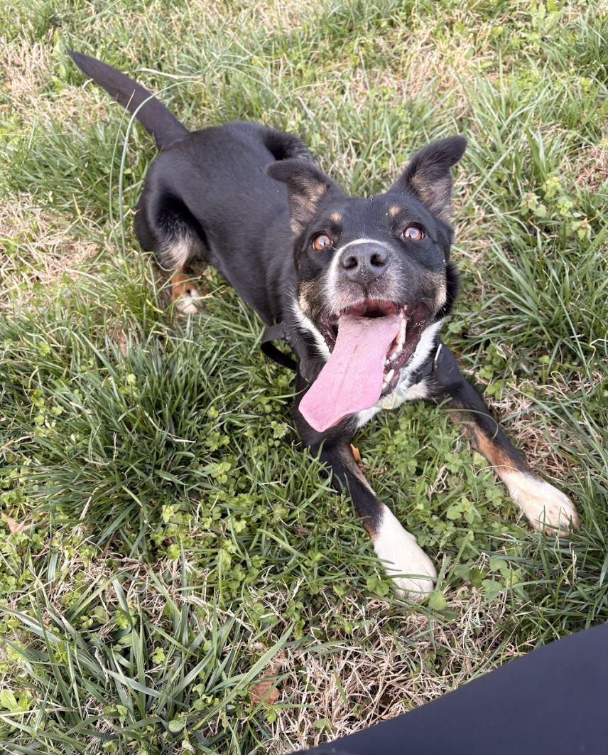 Screenshot 2026-04-03 at 3.03.04 PM.png