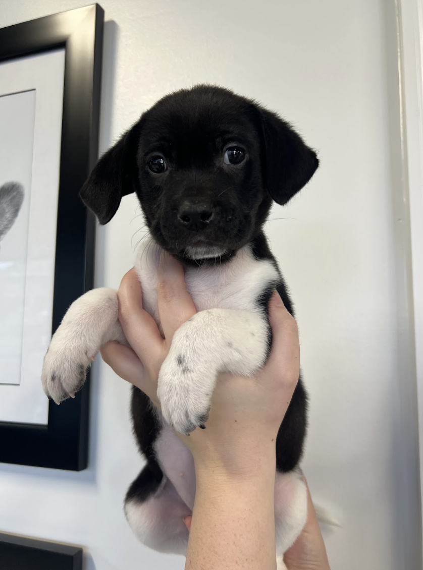 Screenshot 2026-02-14 at 2.07.52 PM.png